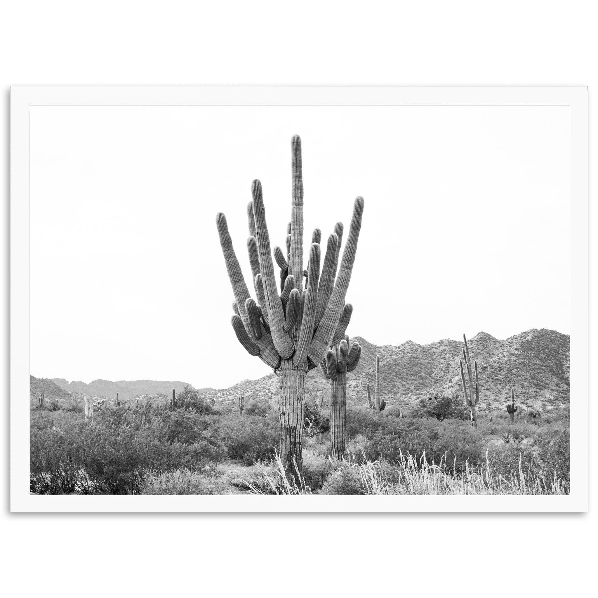 a black and white photo of a cactus