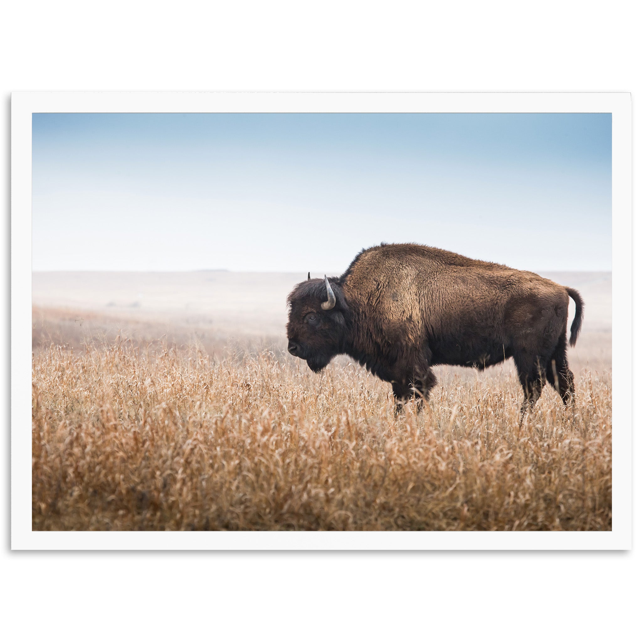 a bison standing in a field of tall grass