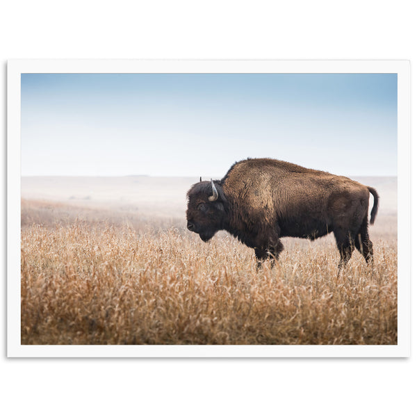 a bison standing in a field of tall grass