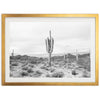 a black and white photo of a cactus in the desert