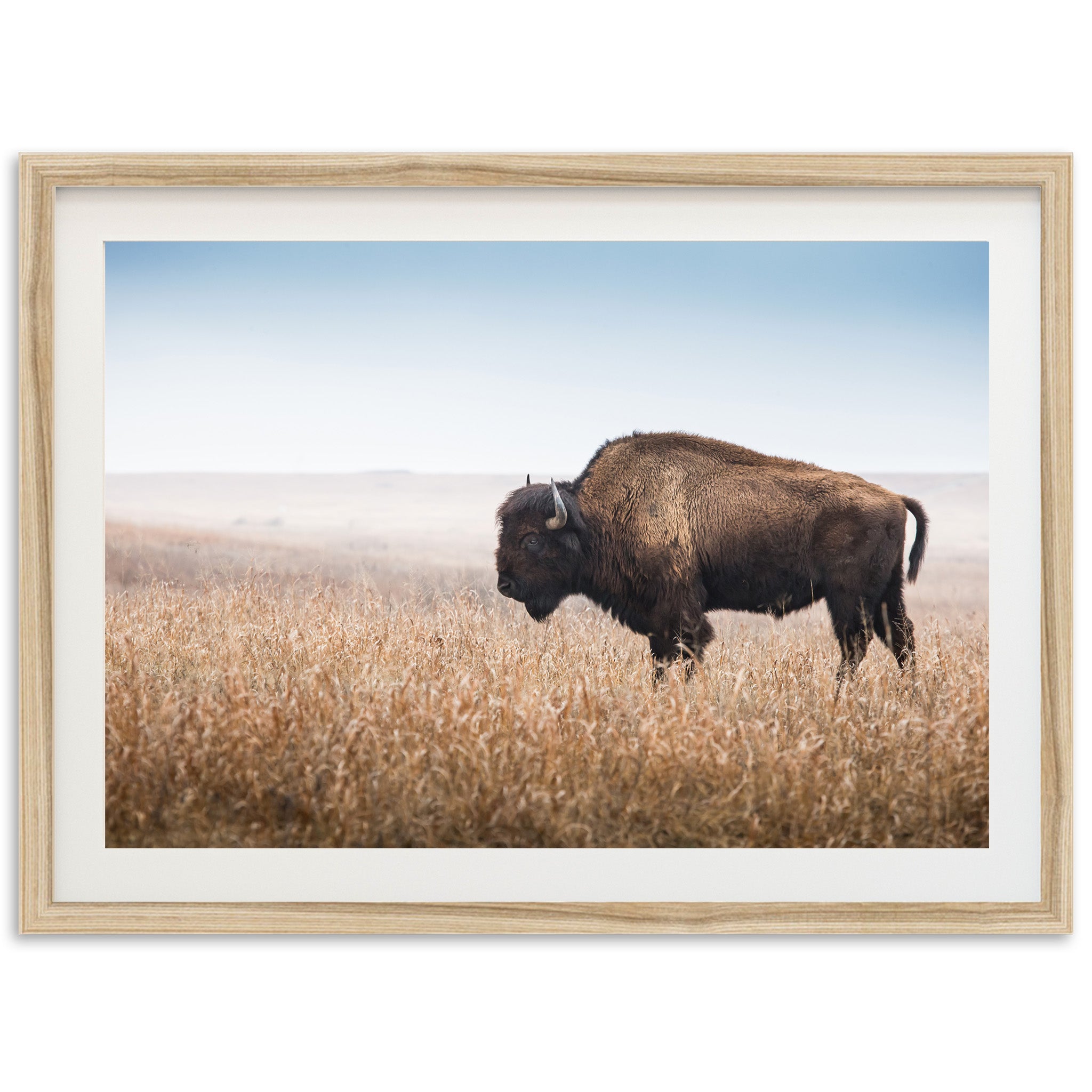 a picture of a bison standing in a field