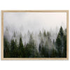 a picture of a foggy forest with pine trees