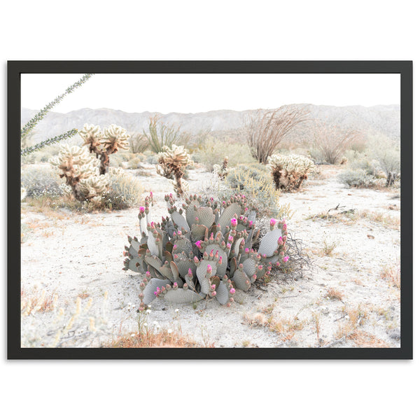 a picture of a cactus in the desert