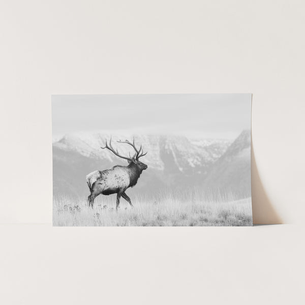 a black and white photo of a elk in a field