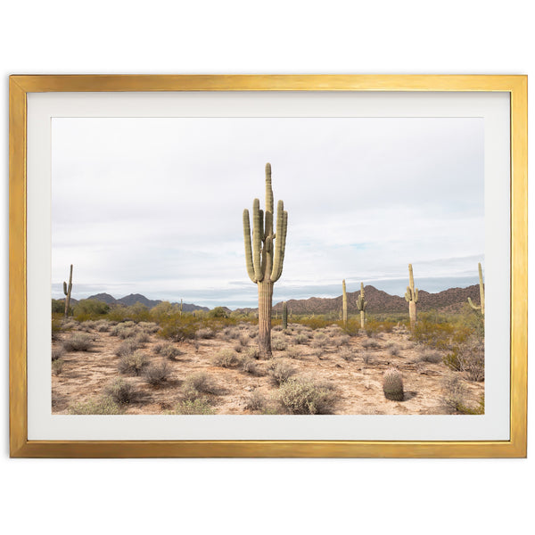 a picture of a cactus in the desert