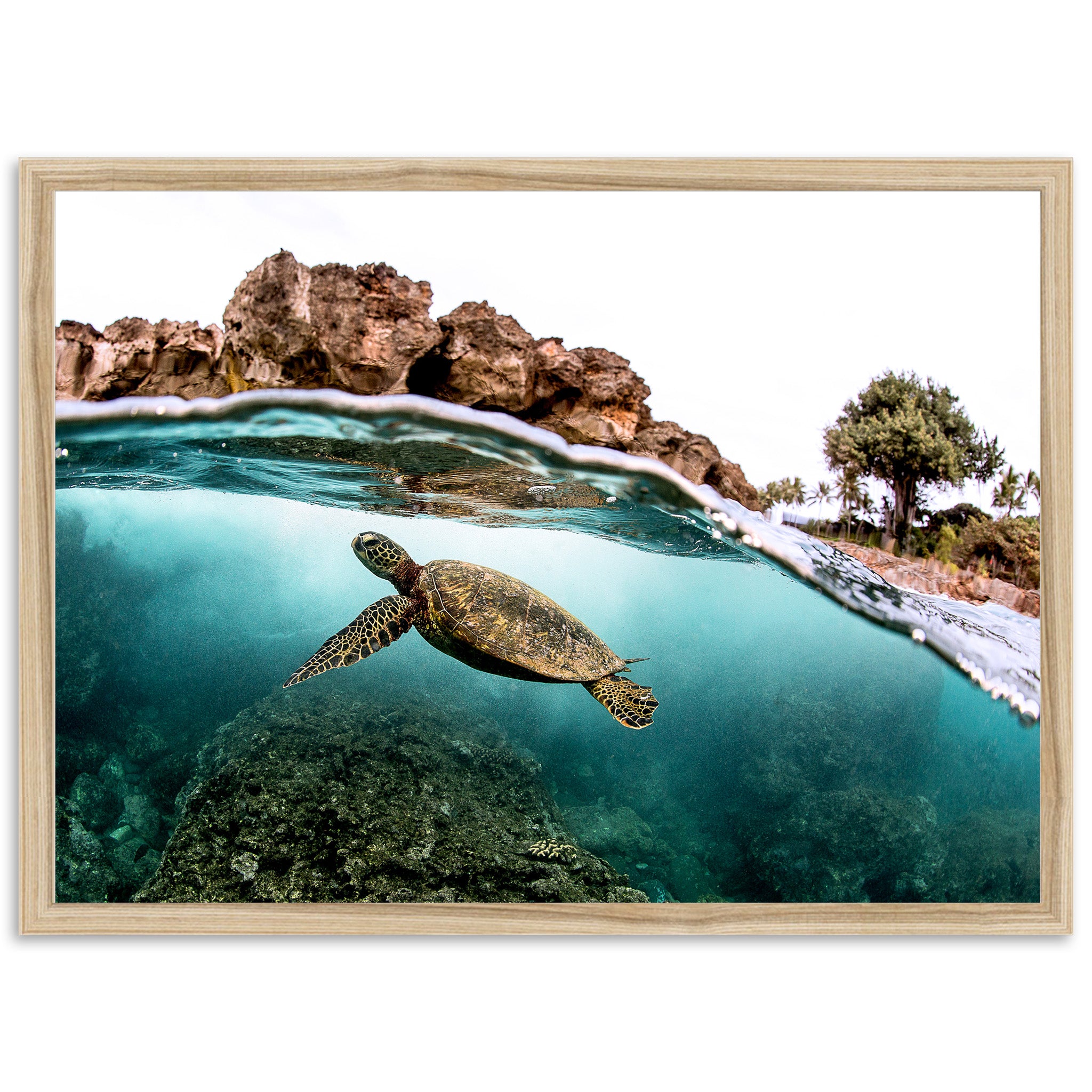 a picture of a turtle swimming in the ocean