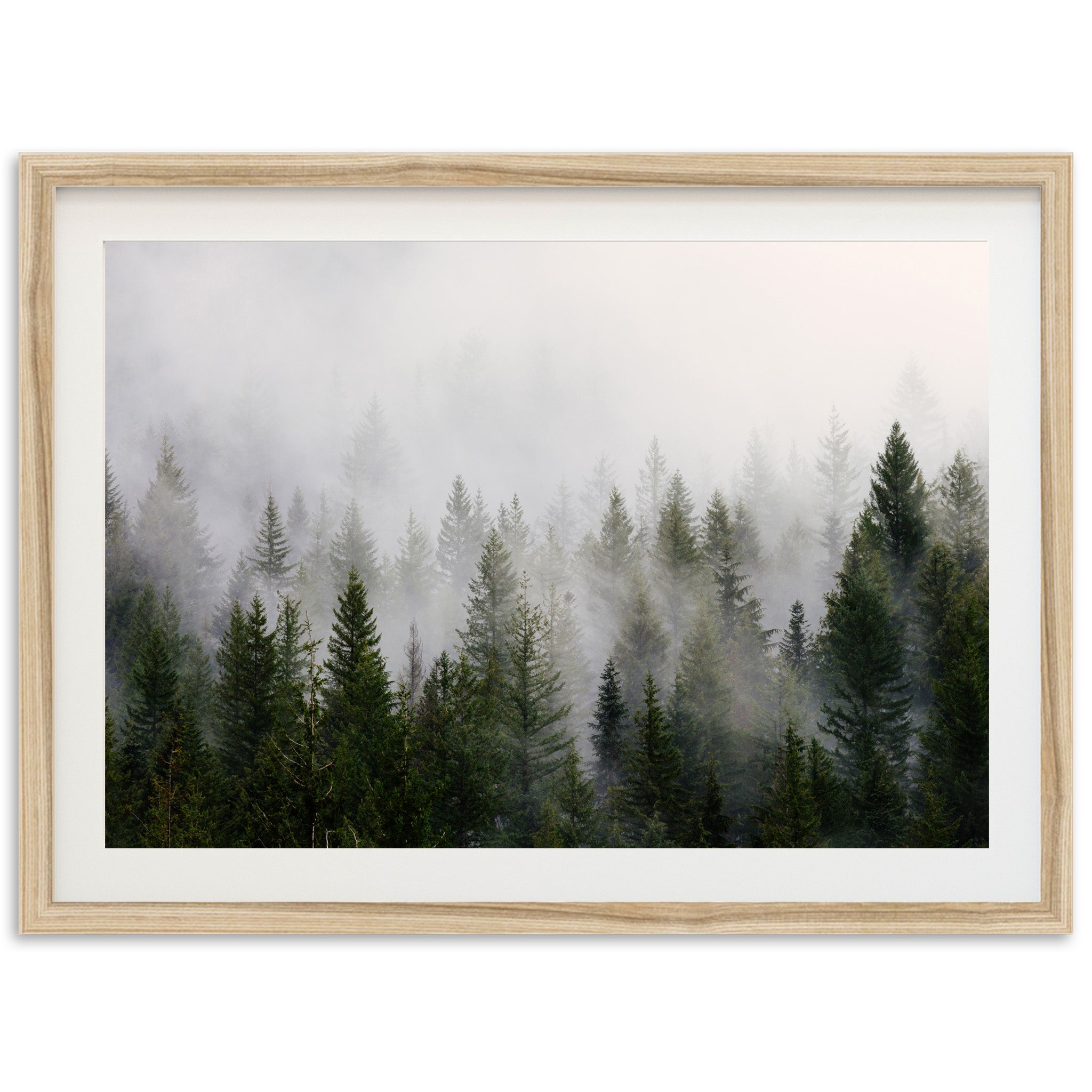 a picture of a forest in the fog