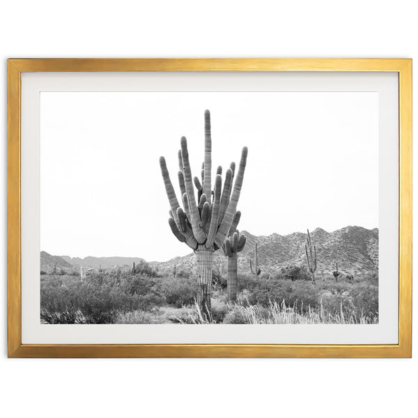 a black and white photo of a cactus