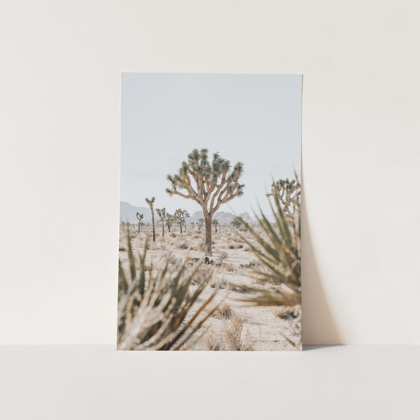 a picture of a desert with a few trees