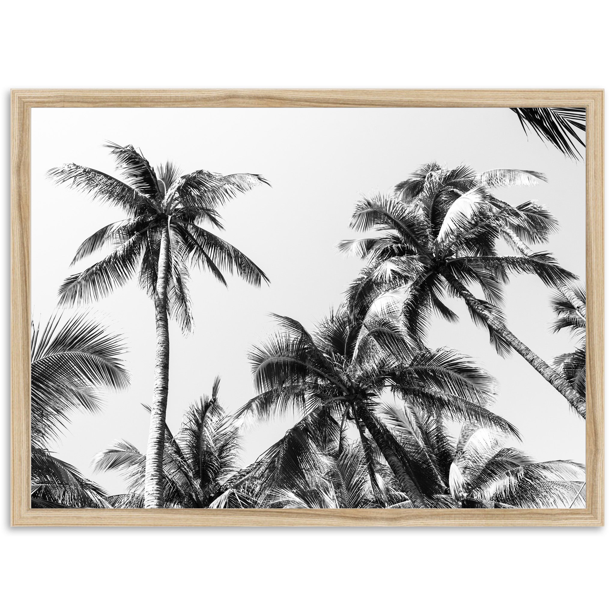 a black and white photo of palm trees