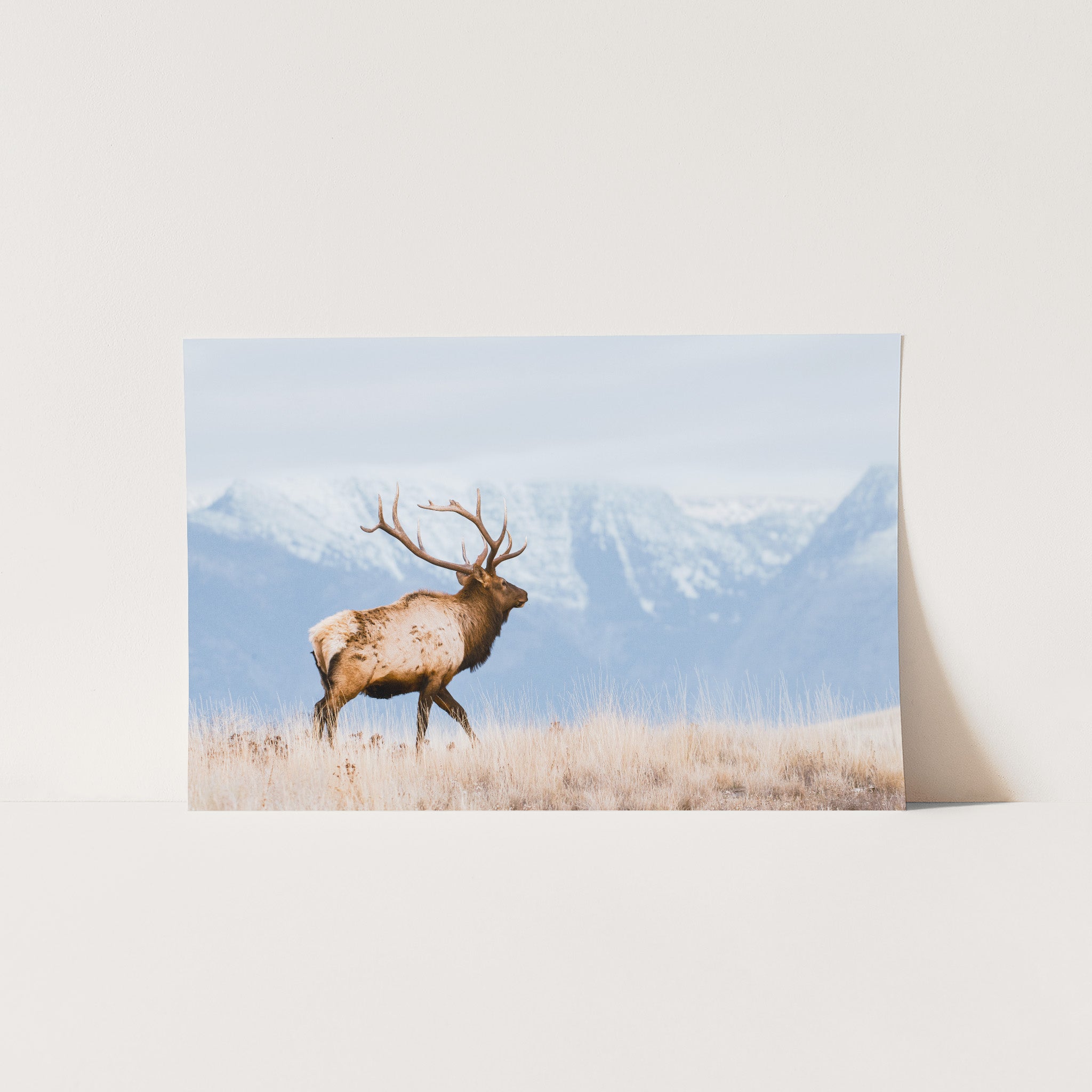 a picture of an elk in a field with mountains in the background