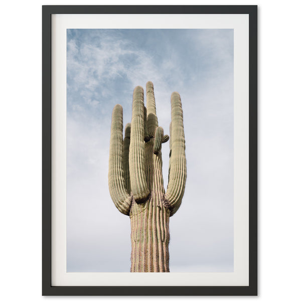 a large cactus with a sky background