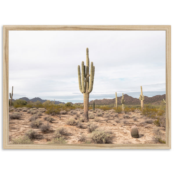 a picture of a cactus in the desert