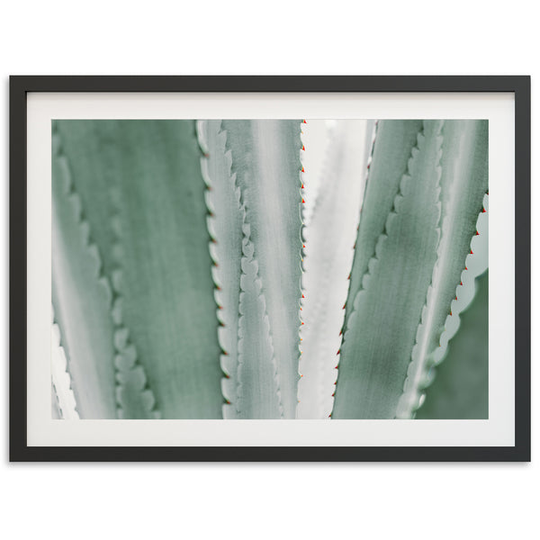 a framed photograph of a cactus plant