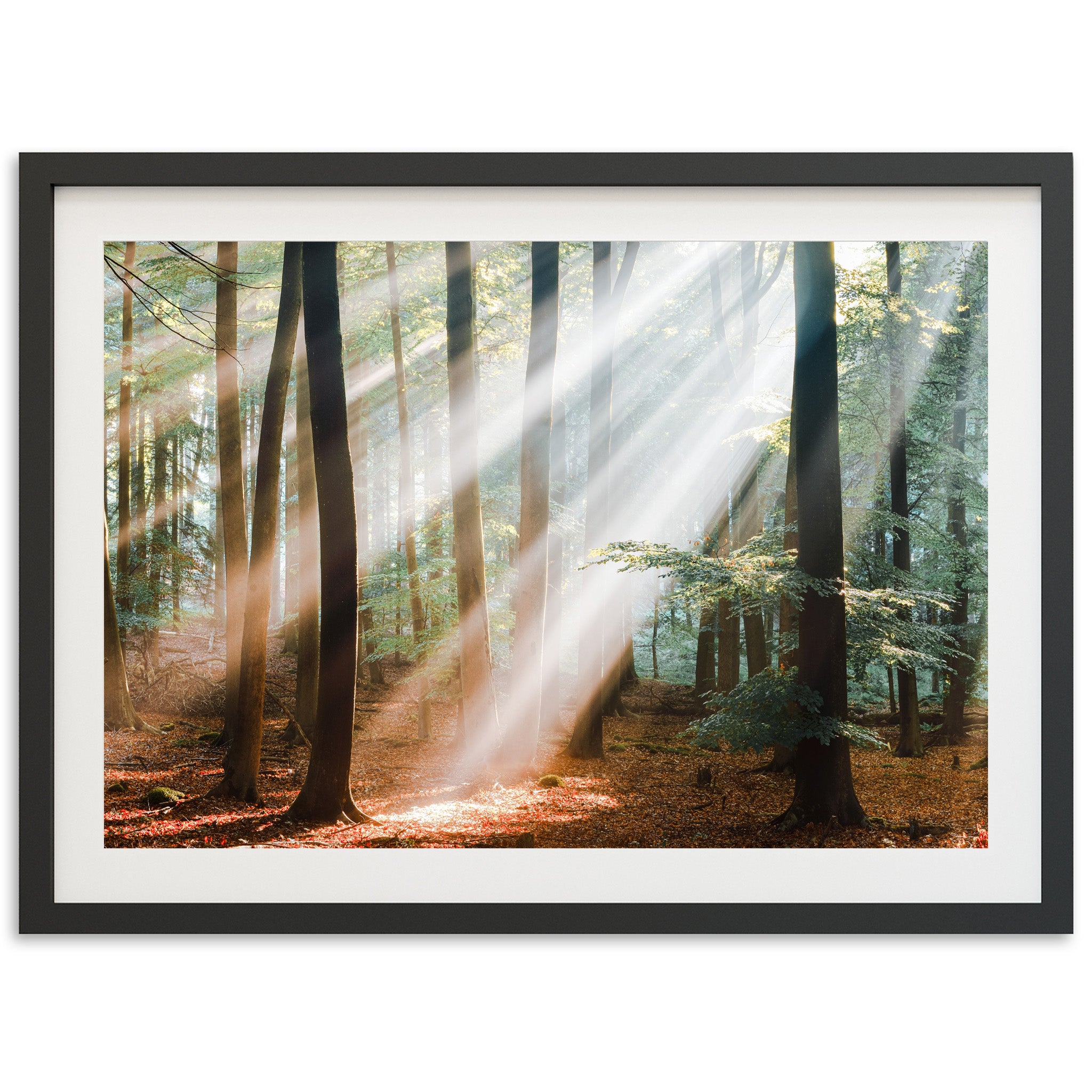 a picture of sunlight shining through the trees in a forest