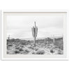 a black and white photo of a cactus in the desert