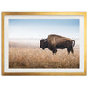 a picture of a bison in a field