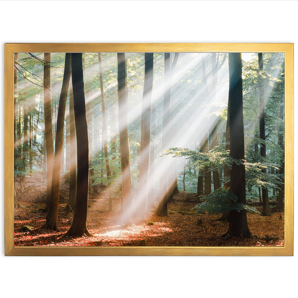 sunlight shining through the trees in a forest