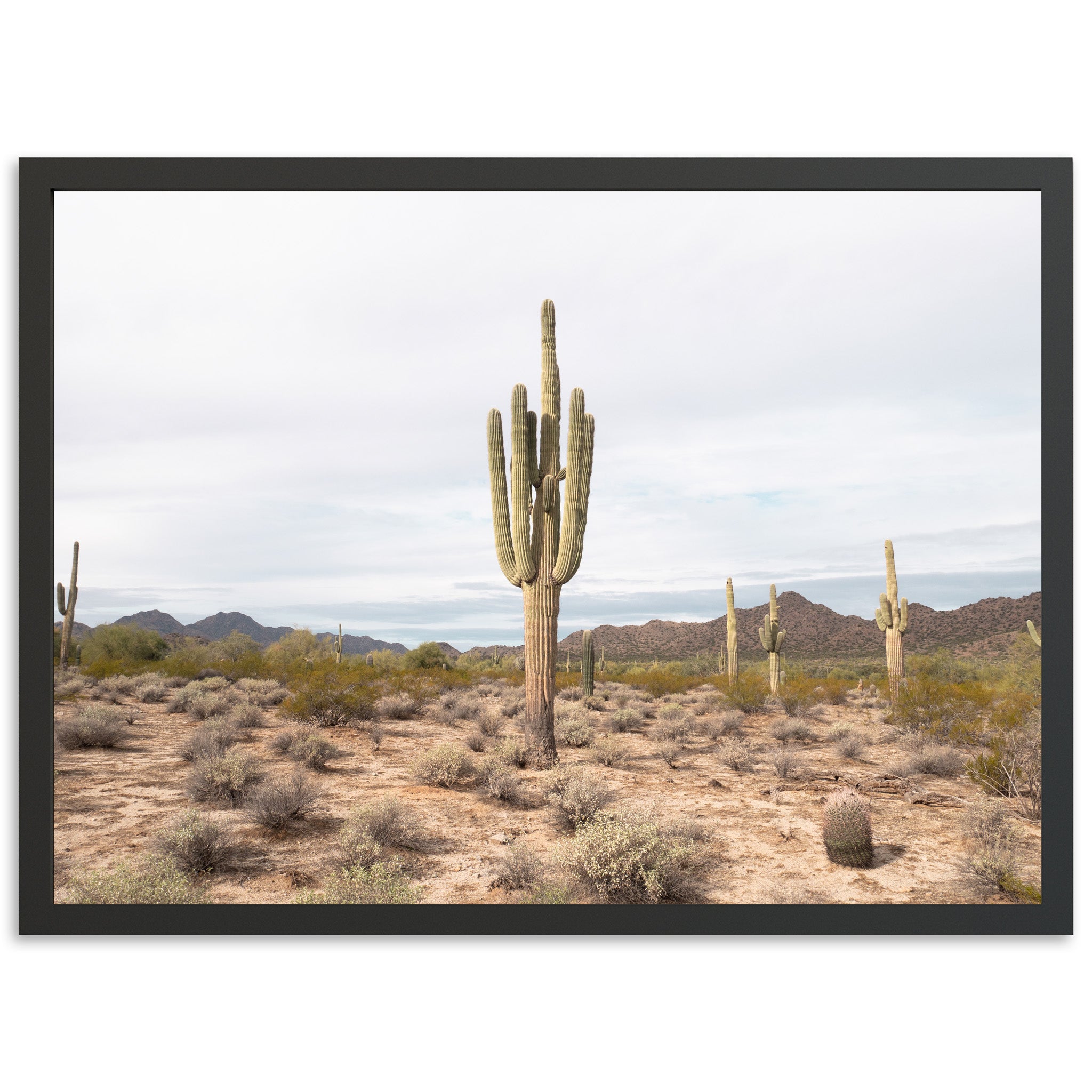 a large cactus in the middle of a desert