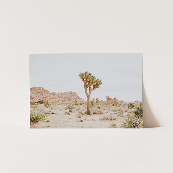 a picture of a joshua tree in the desert