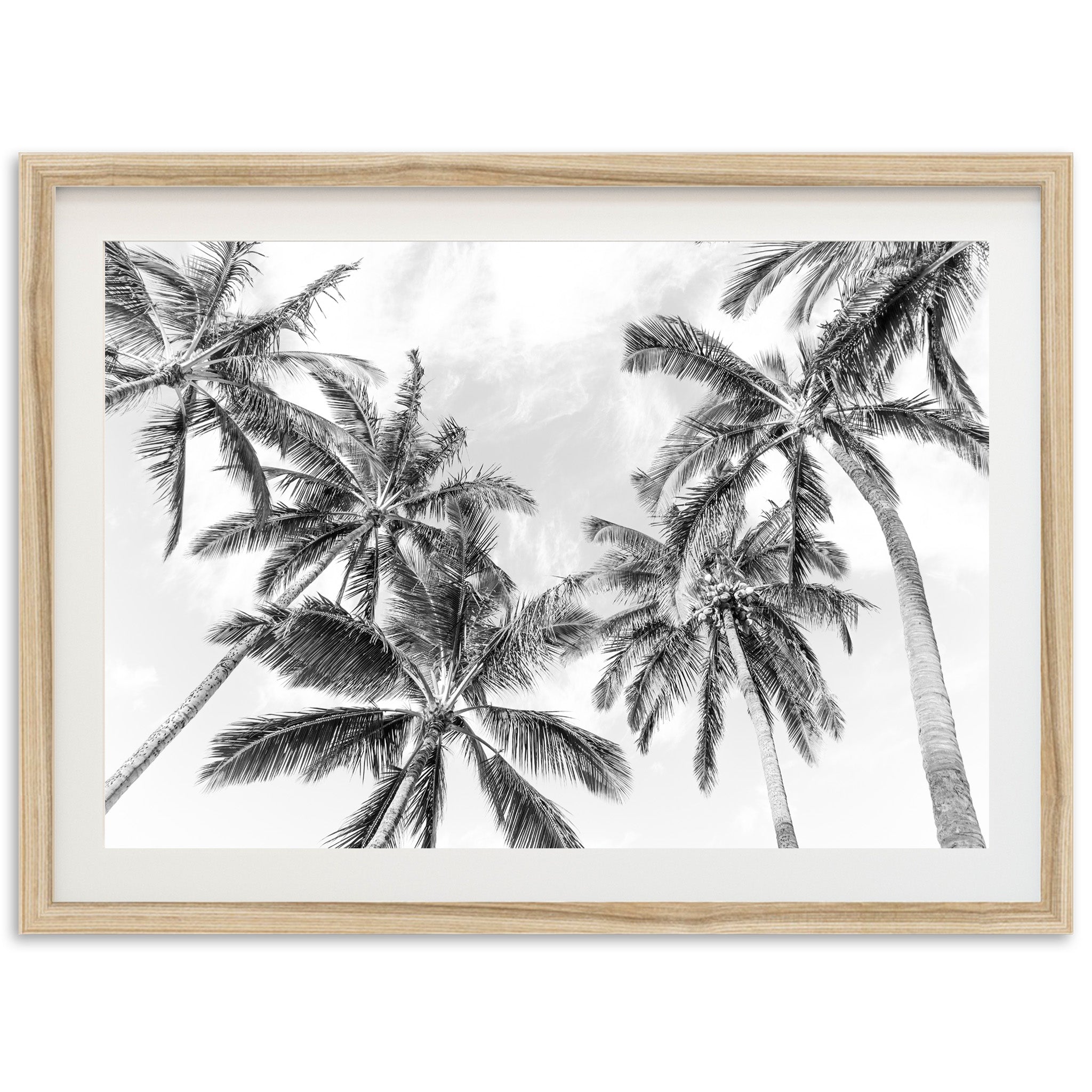 a black and white photo of palm trees