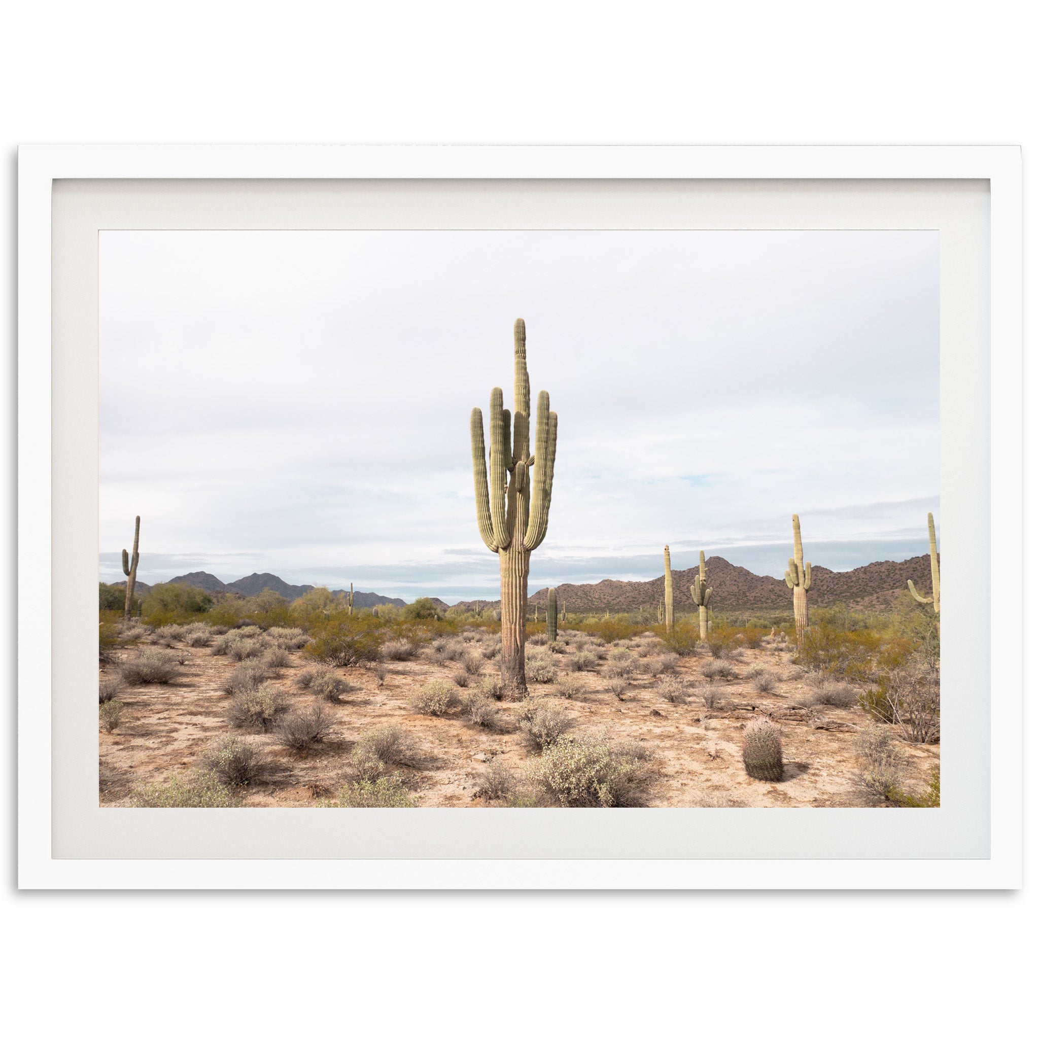 a picture of a cactus in the desert