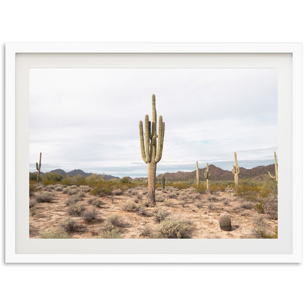 a picture of a cactus in the desert