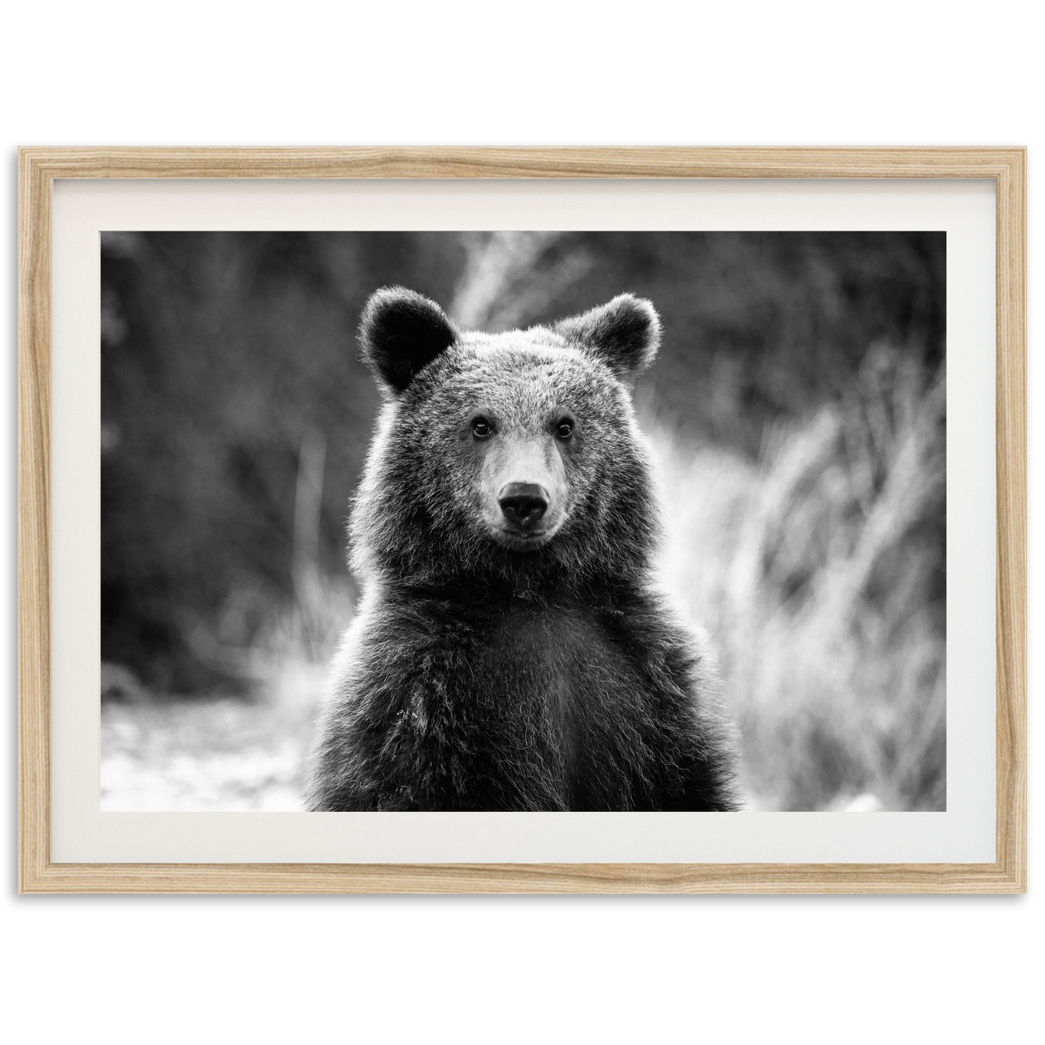 a black and white photo of a brown bear