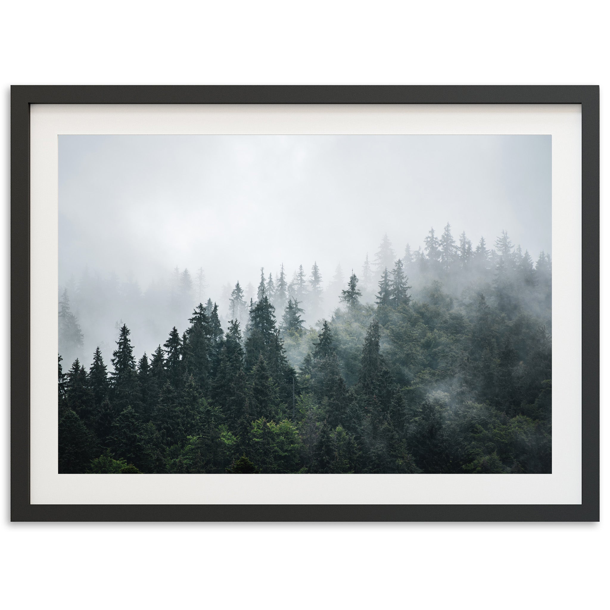 a picture of a forest with fog in the air