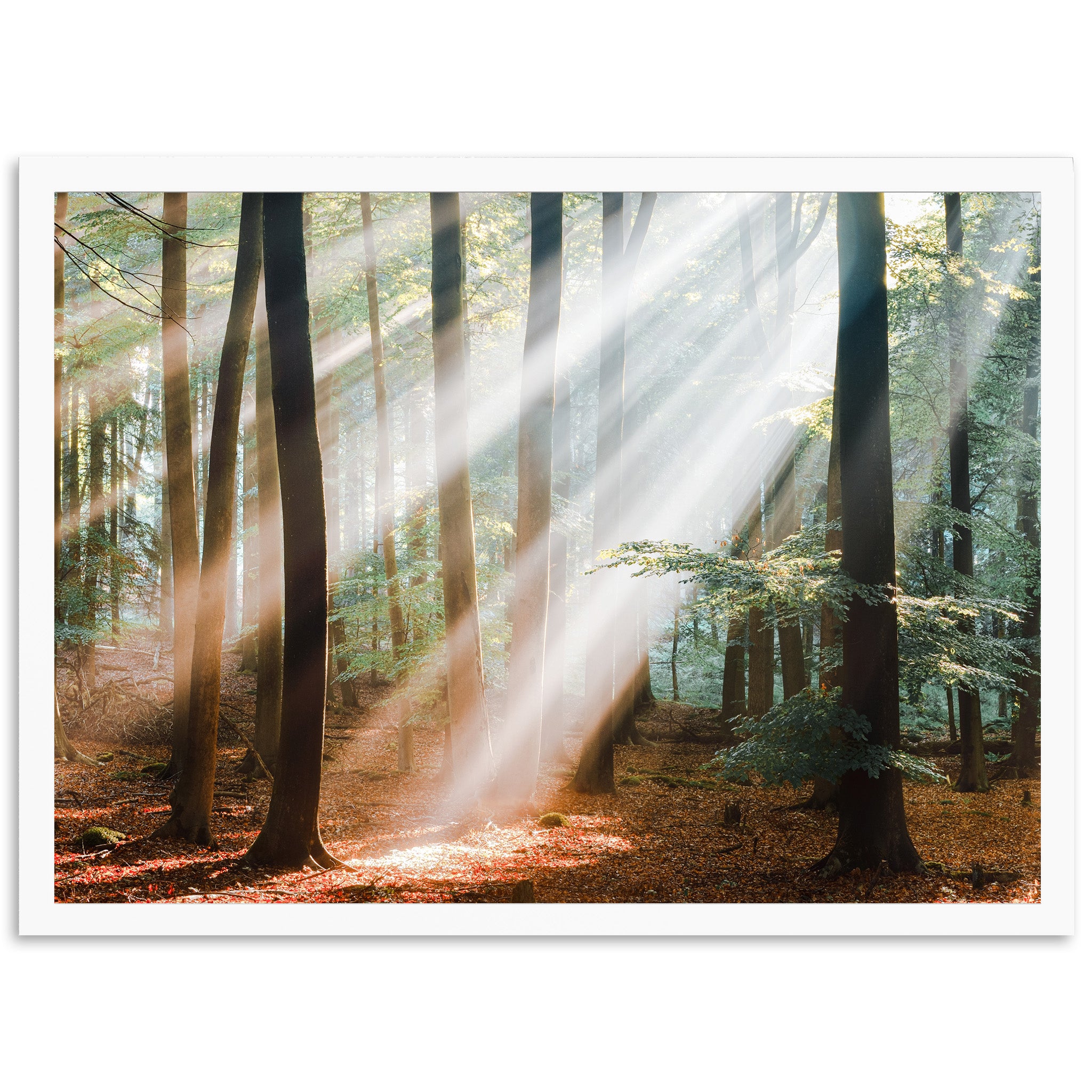 a photo of a forest with sunlight coming through the trees