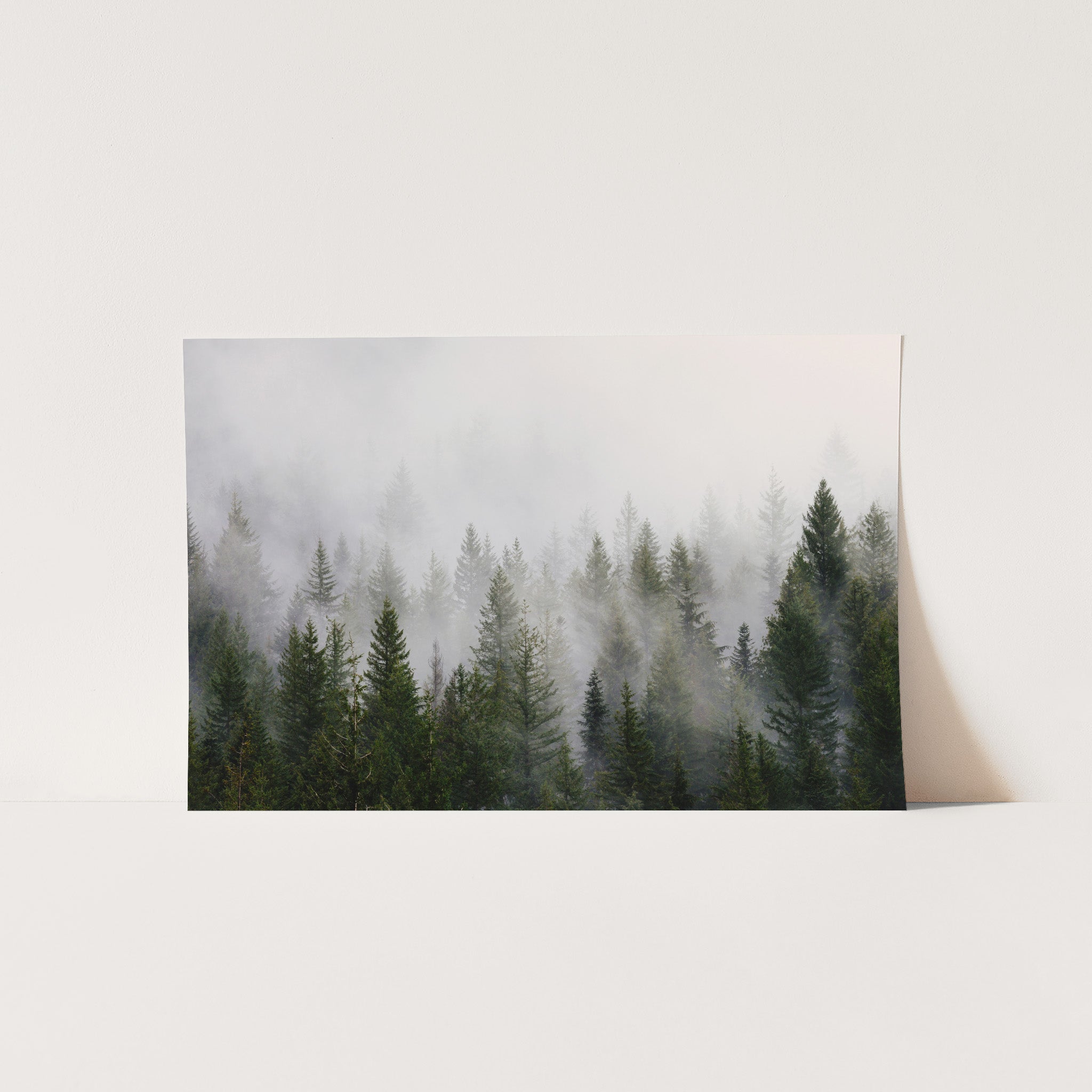 a picture of a forest with fog and trees