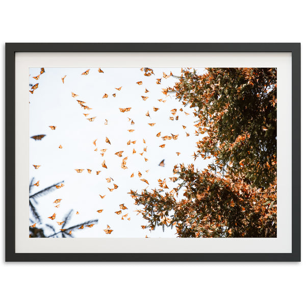 a picture of a bunch of butterflies flying in the air