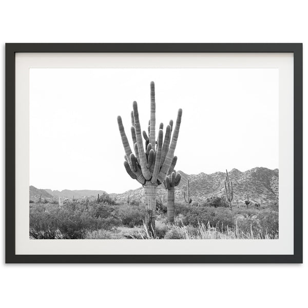 a black and white photo of a cactus in the desert