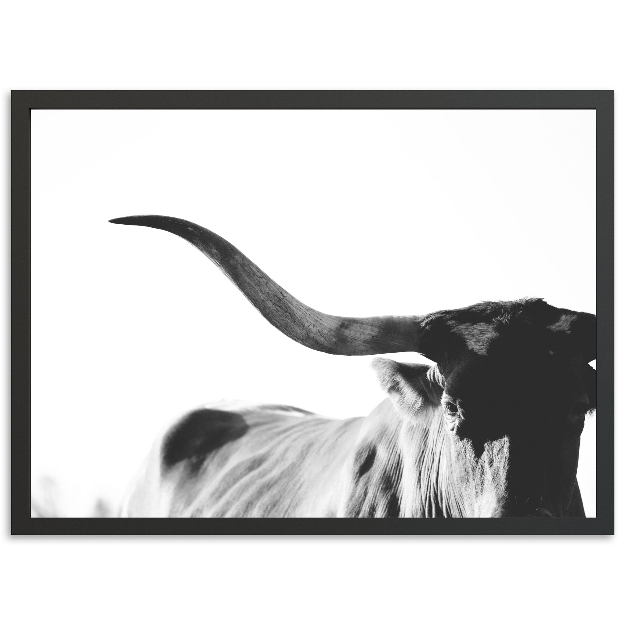 a black and white photo of a long horn steer