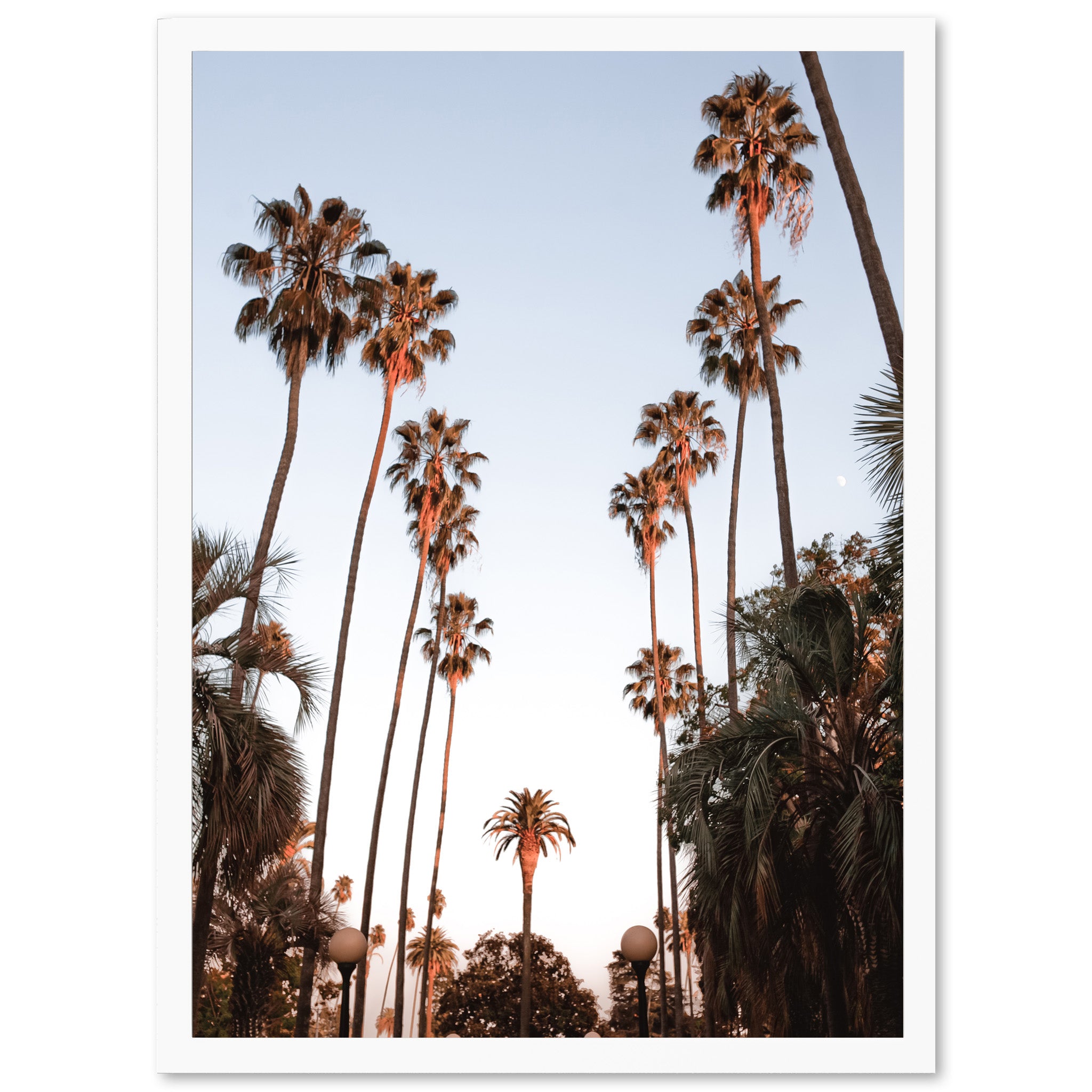 a photo of palm trees with a blue sky in the background