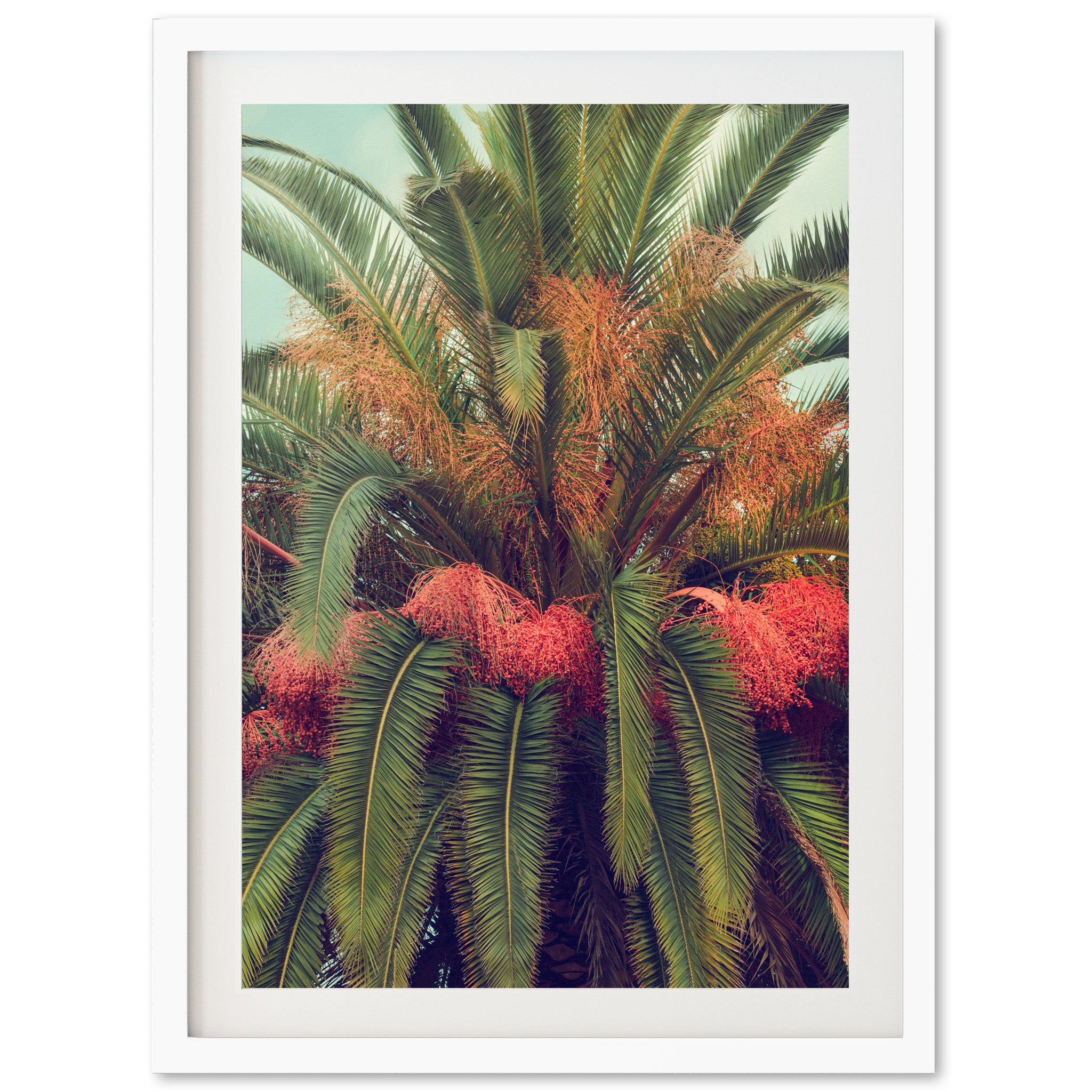 a picture of a palm tree with red flowers