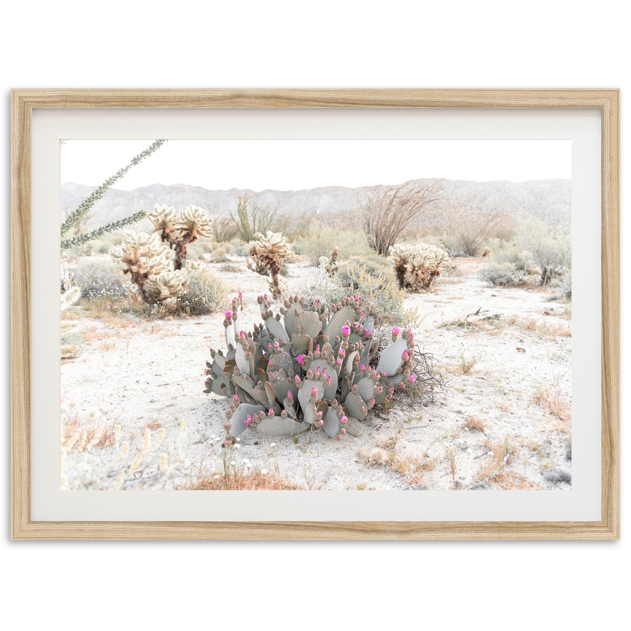 a picture of a cactus in the desert