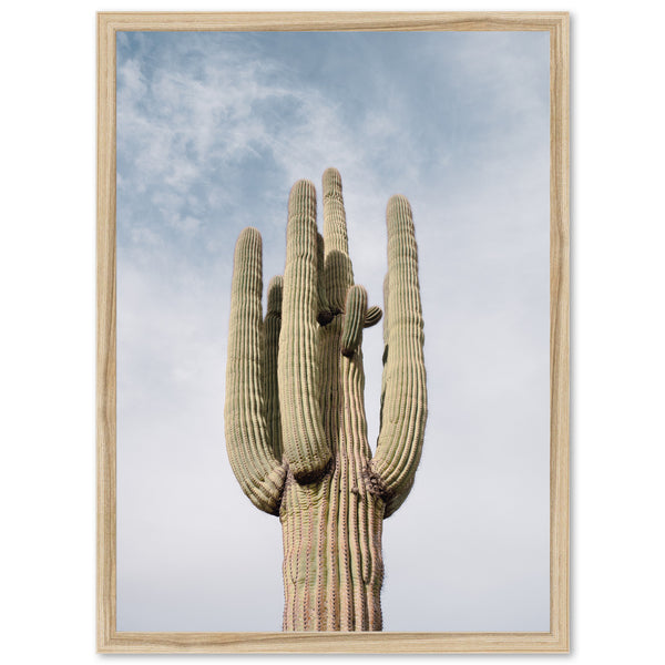 a large cactus with a sky in the background