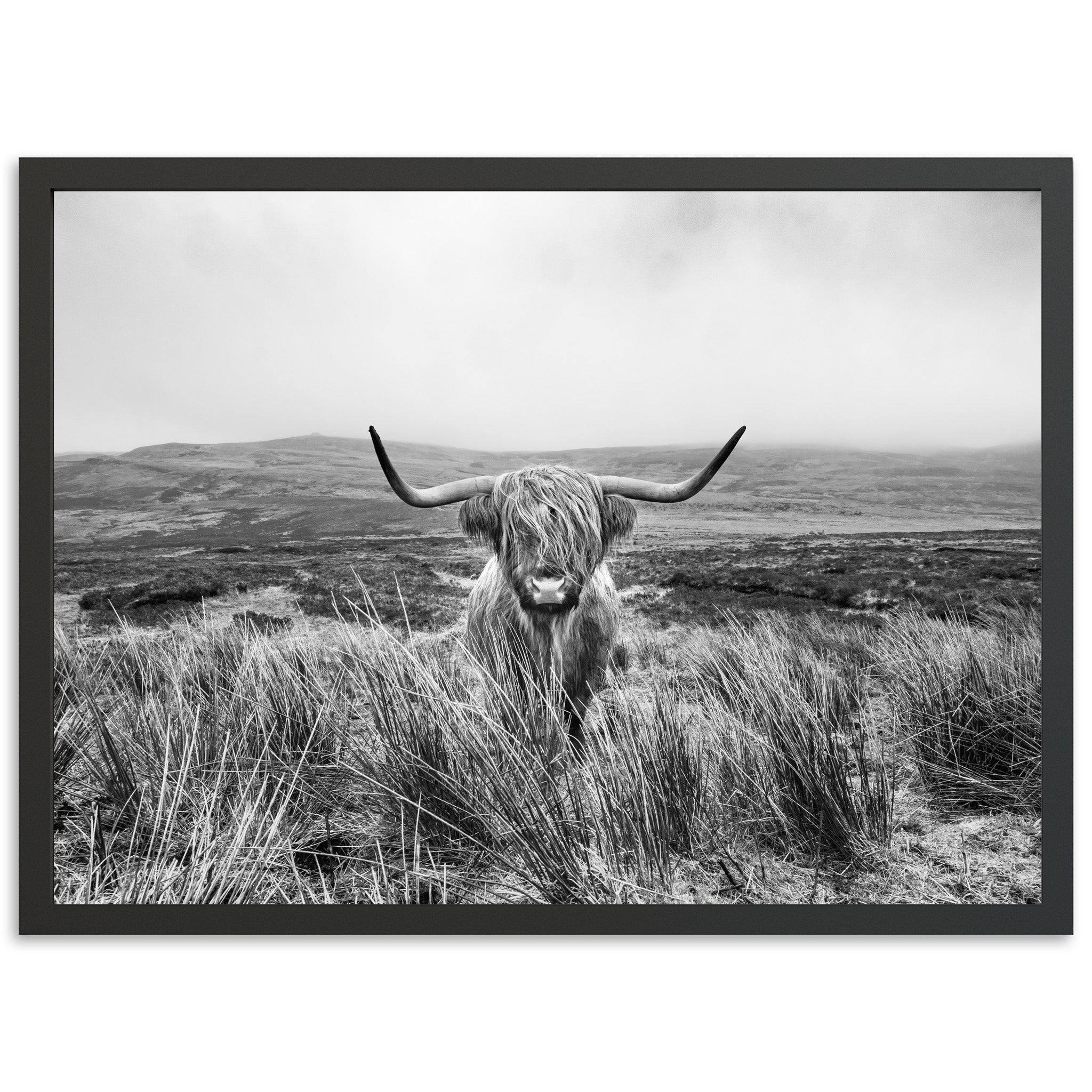 a black and white photo of a long horn cow