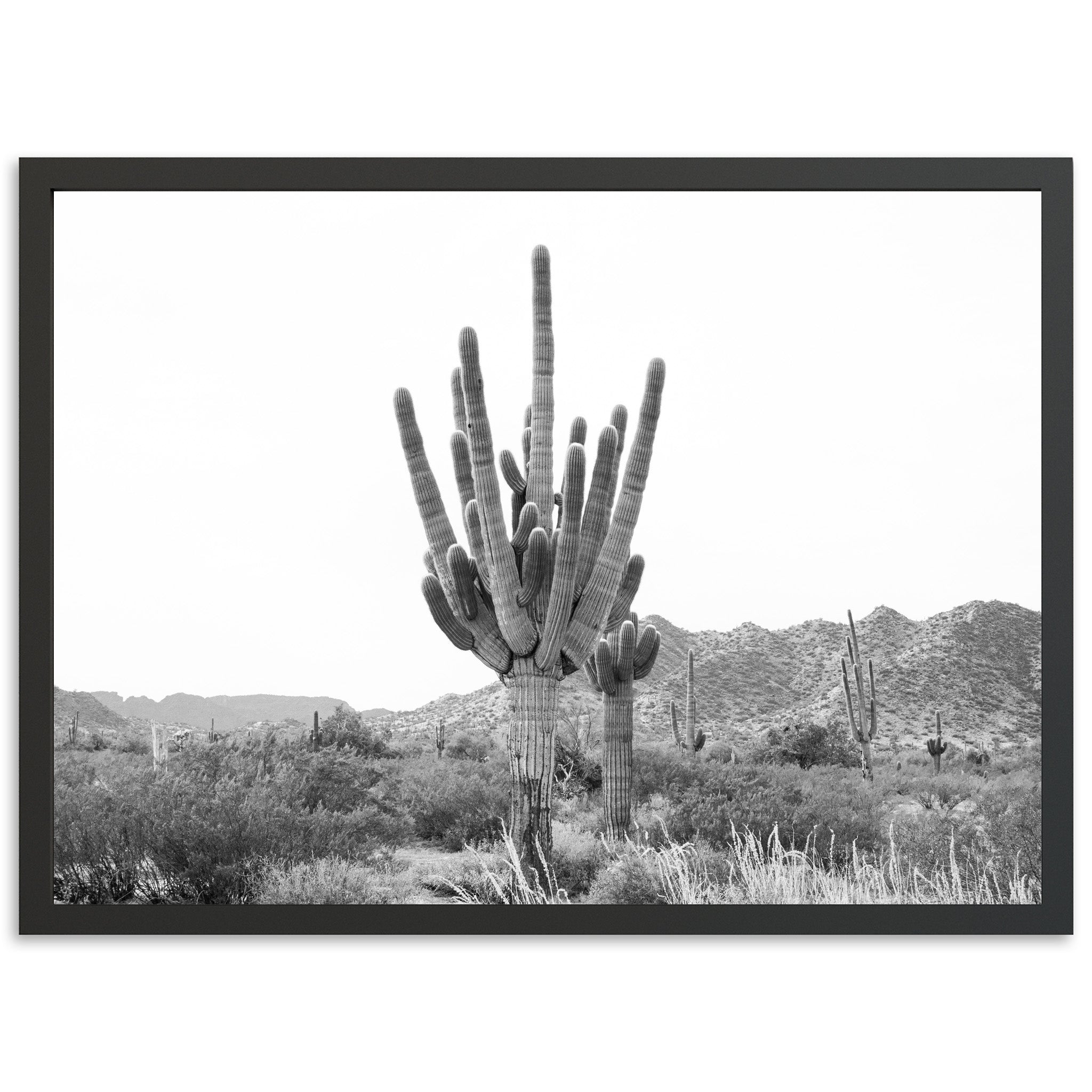 a black and white photo of a cactus in the desert