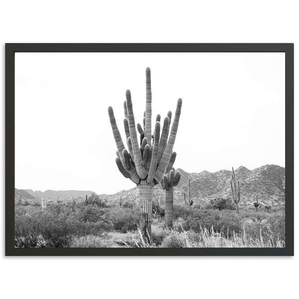 a black and white photo of a cactus in the desert