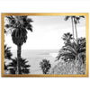 a black and white photo of palm trees and the ocean