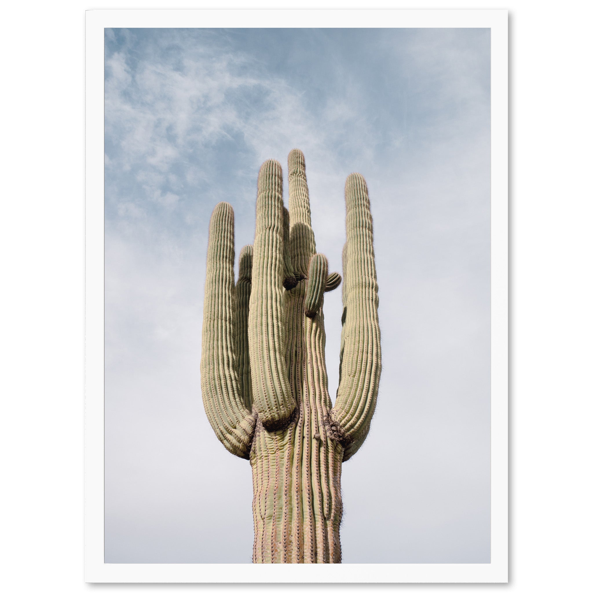 a large cactus with a sky background