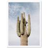 a large cactus with a sky background