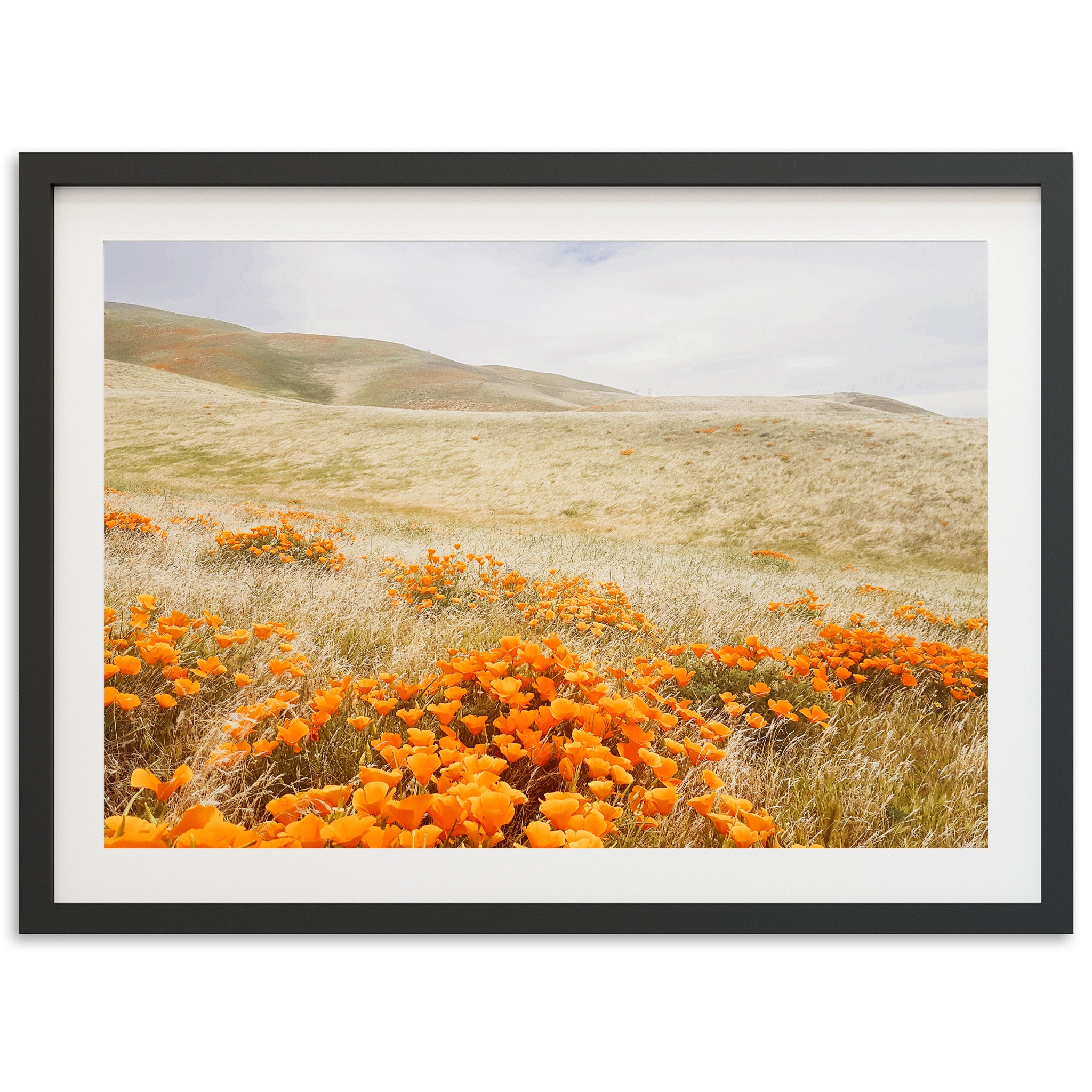 a picture of a field of orange flowers