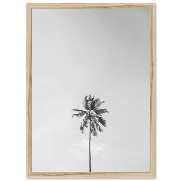 a black and white photo of a palm tree