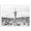 a black and white photo of a cactus in the desert