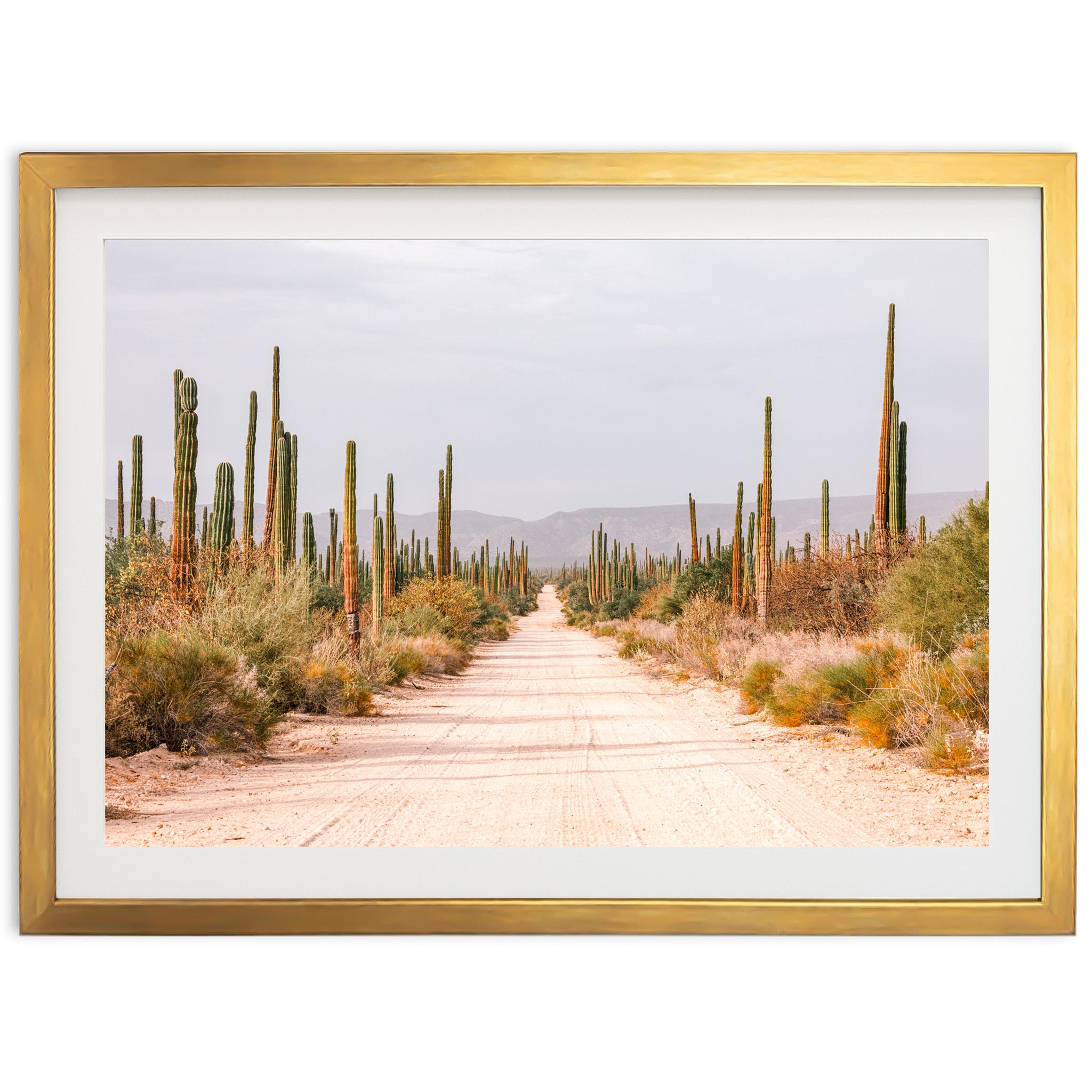 a picture of a dirt road surrounded by cacti