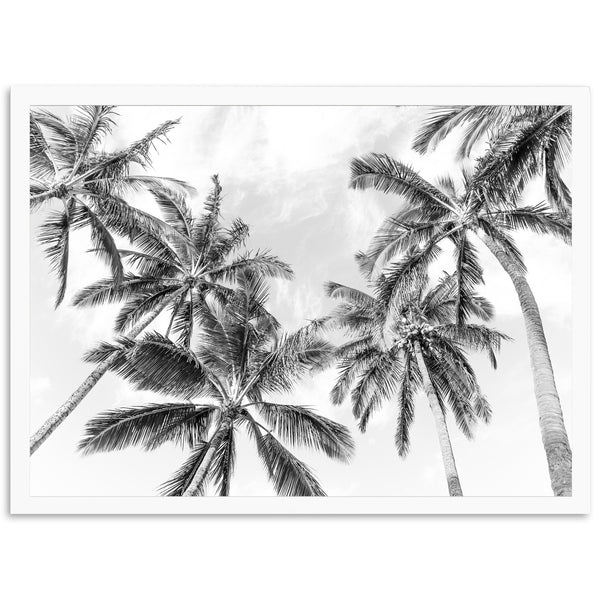 a black and white photo of palm trees