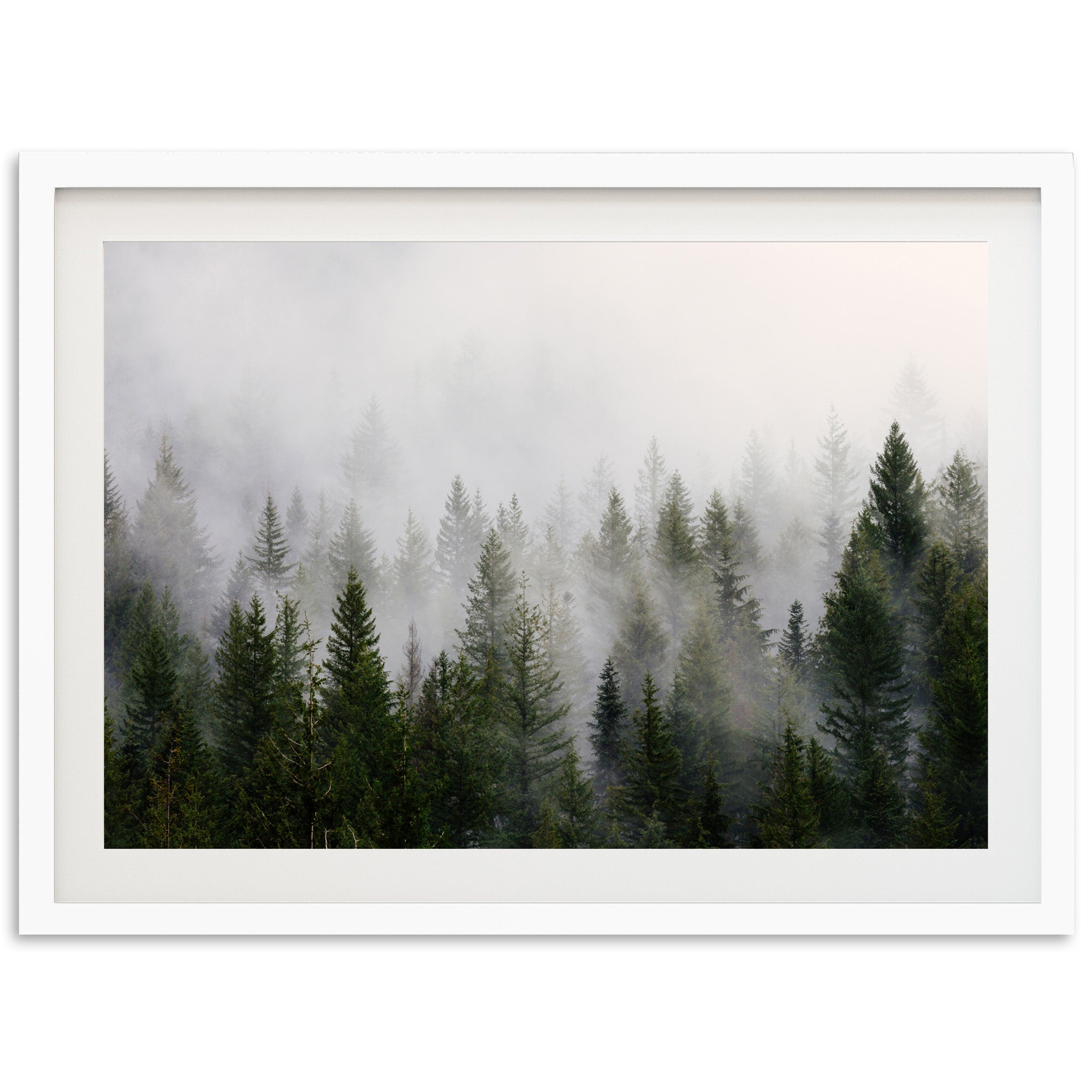 a picture of a forest in the fog